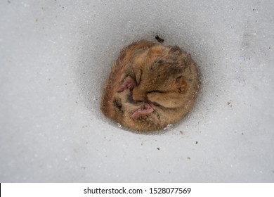 750 Hibernating Birds Images, Stock Photos & Vectors | Shutterstock