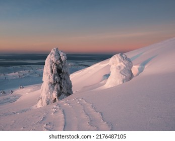 Winter dramatic minimalistic landscape at sunset. A snowdrift, trees covered with snow, a snow-covered road down a hill with a fancy spruce in the snow. Harsh Arctic nature.
