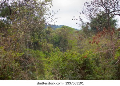 Winter dry semi-deciduous forest, tropical dry deciduous forest of the Deccan plateau, India