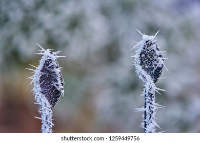 In the winter, early in the morning, a frost on a metal fence.- Image - Powered by Shutterstock