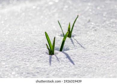 The Winter Ends And The Springtime Shows Fresh Green And Snow Covered Flowers After Snowfall With Melting Ice And Melting Snow In The Spring Sunshine To Welcome The Revival Of Life And Nature