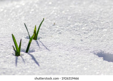 The Winter Ends And The Springtime Shows Fresh Green And Snow Covered Flowers After Snowfall With Melting Ice And Melting Snow In The Spring Sunshine To Welcome The Revival Of Life And Nature