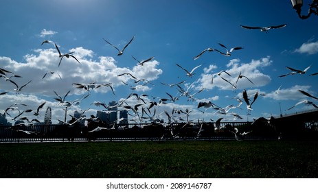 Winter Escape Seagulls Spread Over Sharjah Corniche