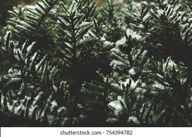 Winter Evergreen Branches Covered In Snow