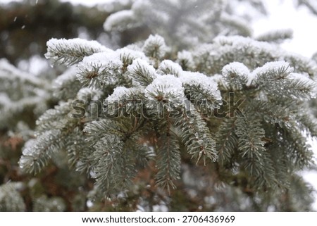 Winter Evergreen Pine Tree Snow Forest Closeup Macro 