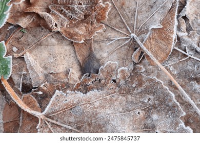 In winter, examine frosted autumn leaves for their intricate textures, revealing natures details - Powered by Shutterstock