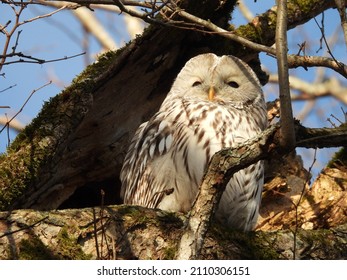 Winter Ezo Owl Eastern Hokkaido