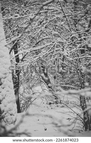Winter fairytale, snow in the park on the trees, branches, monochrome grey mood, nature view