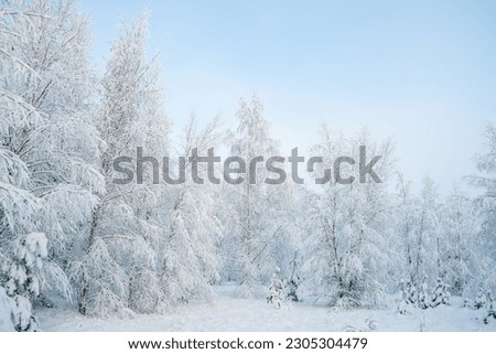 A winter fairytale with tall evergreen snow-capped trees in the forest of Curonian Spit, Lithuania