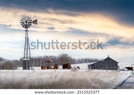 Winter farm scene with old windmill and weathered leaning barn on snow covered prairie fields near Cochrane Alberta Canada.
