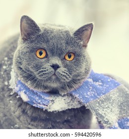 Winter Fashion Portrait Of Blue British Shorthair Cat Wearing Pink Gray Knitting Scarf Walking