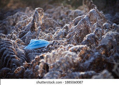 Winter Ferns - Covid-19 Face Covering Dropped As Litter On A Forest Floor - PPE Mask Environmental Waste Issue