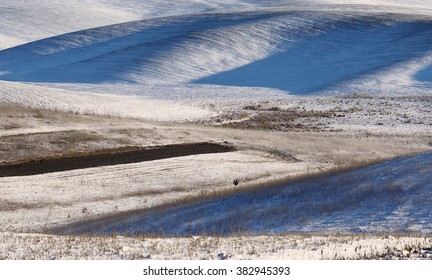 winter field