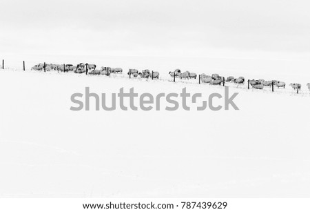 Similar – Image, Stock Photo dog in the manger