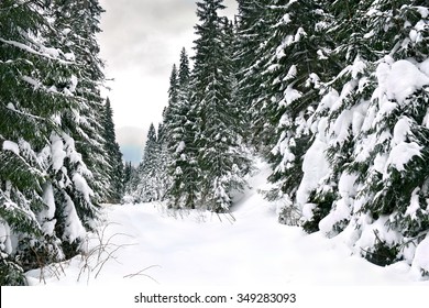 Winter Fir Forest In Snow