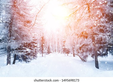 Winter fir tree christmas scene with sunlight. Fir branches covered with snow.  - Shutterstock ID 1495698173