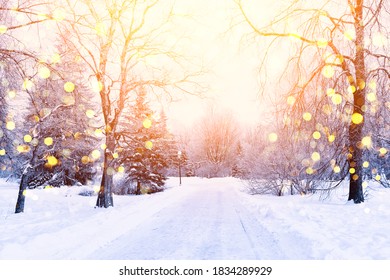 Winter fir tree christmas scene with sunlight. Fir branches covered with snow. Christmas winter blurred background with garland lights, holiday festive background.  - Shutterstock ID 1834289929