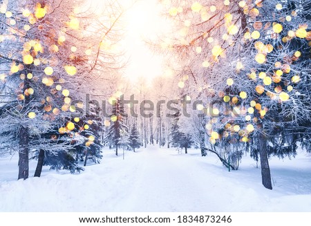 Winter fir tree christmas scene with sunlight. Fir branches covered with snow. Christmas winter blurred background with garland lights, holiday festive background. 