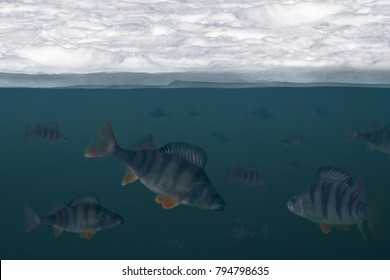 Winter Fishing Background. Troop Of Perch Fish In Water, Under Ice View.