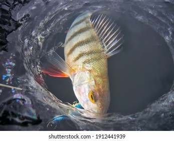 Winter fishing caught perch with bait in the water
