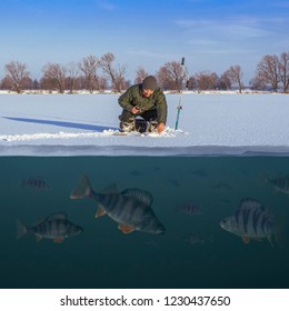 Winter Fishing Concept. Fisherman In Action. Catching Perch Fish From Snowy Ice At Lake Above Troop Of Fish. Double View Under And Above Water