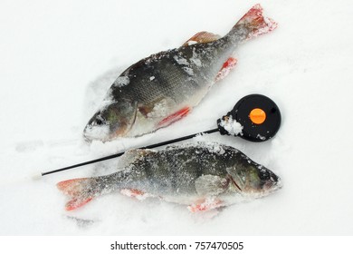 Winter Fishing From The Ice, Perch