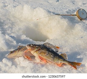 Winter Fishing On The Rybinsk Reservoir