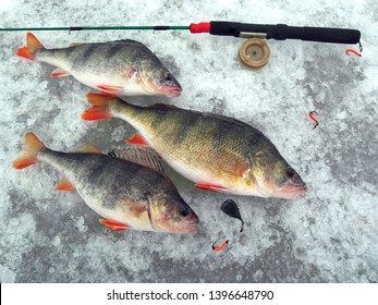Winter Fishing. Three Perch Lie On The Ice. Fishing Pole Fishing Pole.