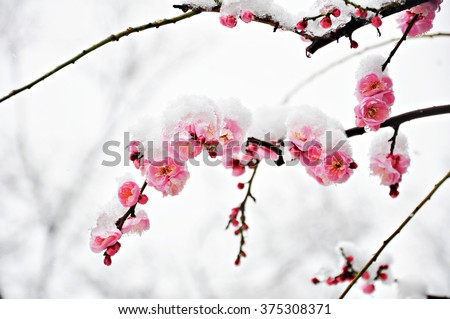 Winter flower, Pink Plum Flower under Snow with white background