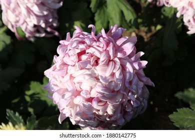 Winter Flower Show Chrysanthemum 2020