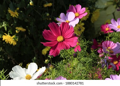 Winter Flower Show Chrysanthemum 2020