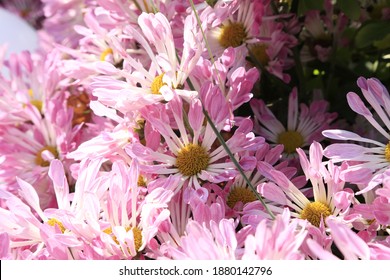 Winter Flower Show Chrysanthemum 2020