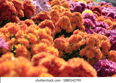 Winter Flower Show Chrysanthemum 2020