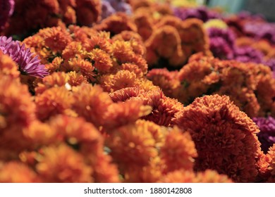 Winter Flower Show Chrysanthemum 2020