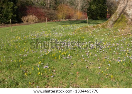 Winter Flowering Crocuses and Cyclamen Daffodils in a Meadow in a Country Cottage Garden in Rural Devon, England, UK