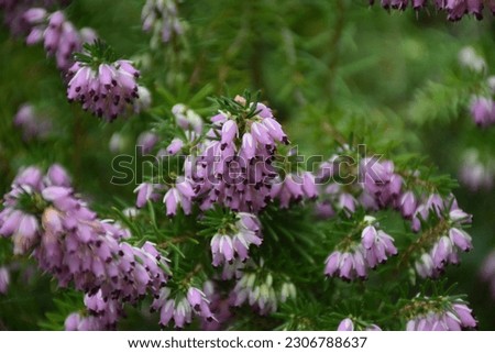 Winter Flowering Heather or Alpine Heath