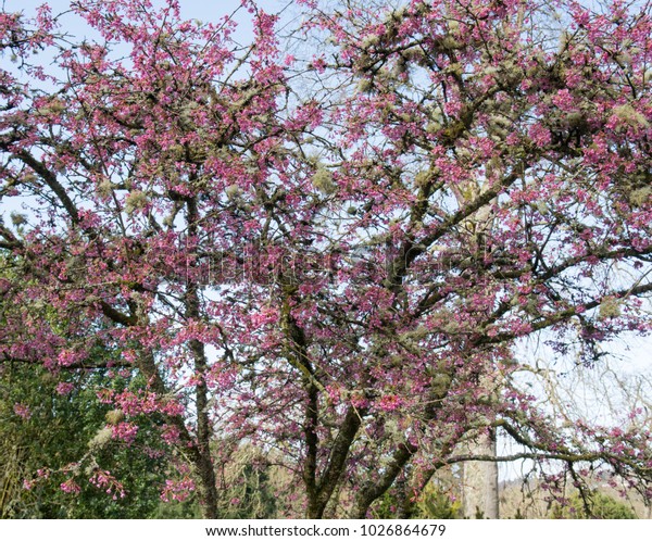 Winter Flowering Ornamental Cherry Tree Prunus Stock Photo Edit Now