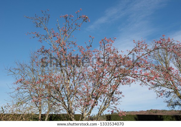 Winter Flowering Pink Blossom Cherry Tree Stock Photo Edit Now