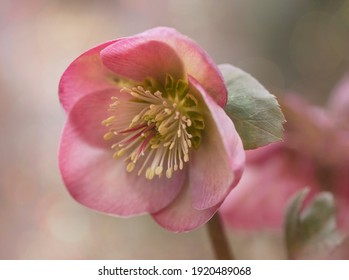 Winter Flowering Pink Hellebore Flower 