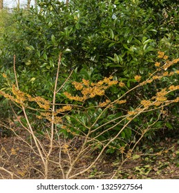 Winter Flowering Witch Hazel (Hamamelis X Intermedia 'Orange Peel') In A Country Cottage Garden In Rural Devon, England, UK