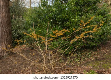 Winter Flowering Witch Hazel (Hamamelis X Intermedia 'Orange Peel') In A Country Cottage Garden In Rural Devon, England, UK