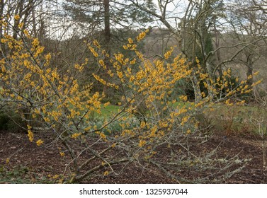 Winter Flowering Witch Hazel (Hamamelis 'Brevipetala') In A Country Cottage Garden In Rural Devon, England, UK