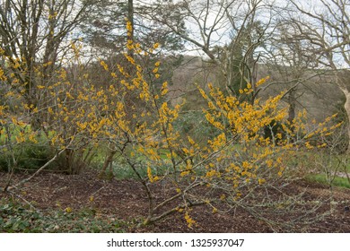 Winter Flowering Witch Hazel (Hamamelis 'Brevipetala') In A Country Cottage Garden In Rural Devon, England, UK