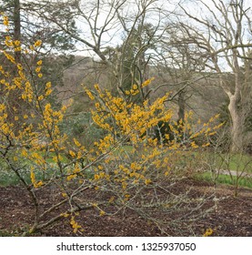 Winter Flowering Witch Hazel (Hamamelis 'Brevipetala') In A Country Cottage Garden In Rural Devon, England, UK