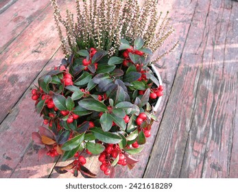 winter flowerpot with wintergreen and heather on wooden floor - Powered by Shutterstock