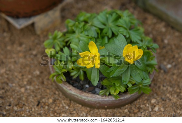 Winter Flowers of a Winter Aconite Perennial\
Plant (Eranthis hyemalis) Growing in a Greenhouse in a Country\
Cottage Garden in Rural Devon, England,\
UK