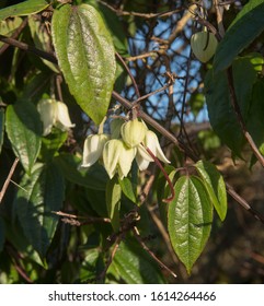 Winter Flowers And Foliage Of The Evergreen Climbing Clematis Urophylla 'Winter Beauty' In A Country Cottage Garden In Rural Devon, England, UK