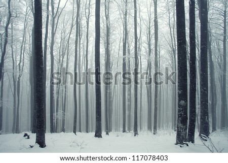 Winter foggy beech forest scene.