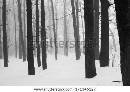 Similar – Foto Bild Schwarzwälder Winterlandschaft