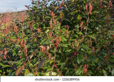 Winter Foliage Of The Christmas Berry Shrub (Photinia X Fraseri 'Red Select') In A Country Cottage Garden In Rural Devon, England, UK